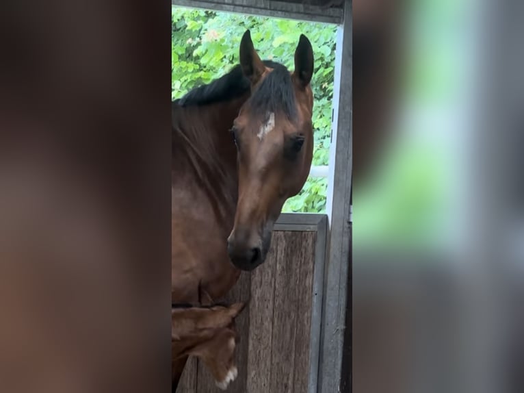 Hannoveraan Merrie 5 Jaar 168 cm Bruin in Hannoversch Münden