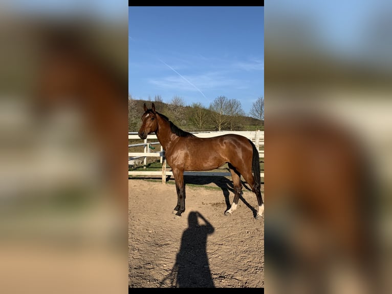 Hannoveraan Merrie 5 Jaar 168 cm Bruin in Hannoversch Münden