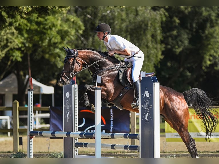 Hannoveraan Merrie 5 Jaar 168 cm Bruin in Riedstadt