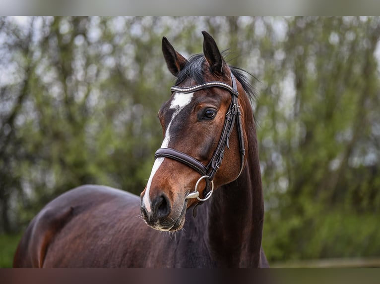 Hannoveraan Merrie 5 Jaar 168 cm Bruin in Riedstadt