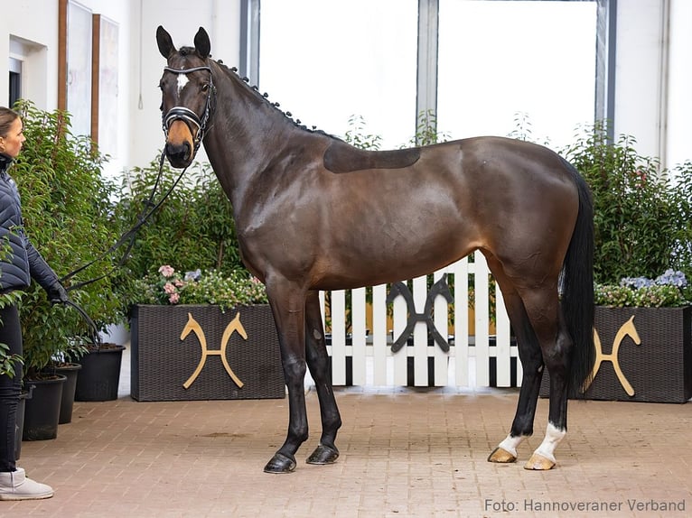 Hannoveraan Merrie 5 Jaar 168 cm Bruin in Verden