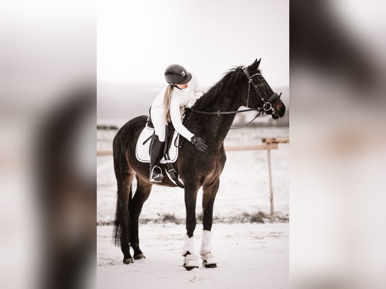 Hannoveraan Merrie 5 Jaar 168 cm Donkerbruin in Meinhard