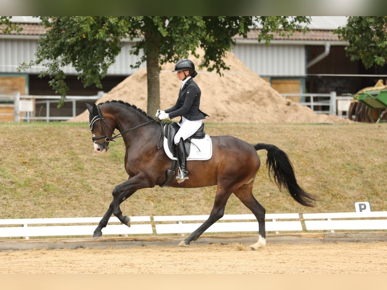 Hannoveraan Merrie 5 Jaar 168 cm Donkerbruin in Lehrberg