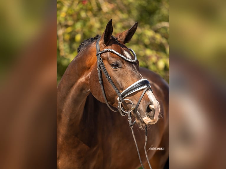 Hannoveraan Merrie 5 Jaar 168 cm Donkerbruin in Lehrberg