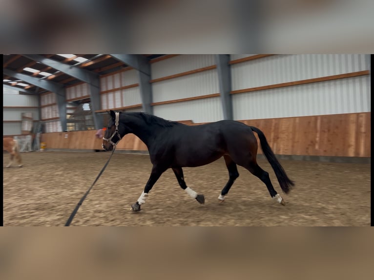 Hannoveraan Merrie 5 Jaar 168 cm Donkerbruin in Glückstadt