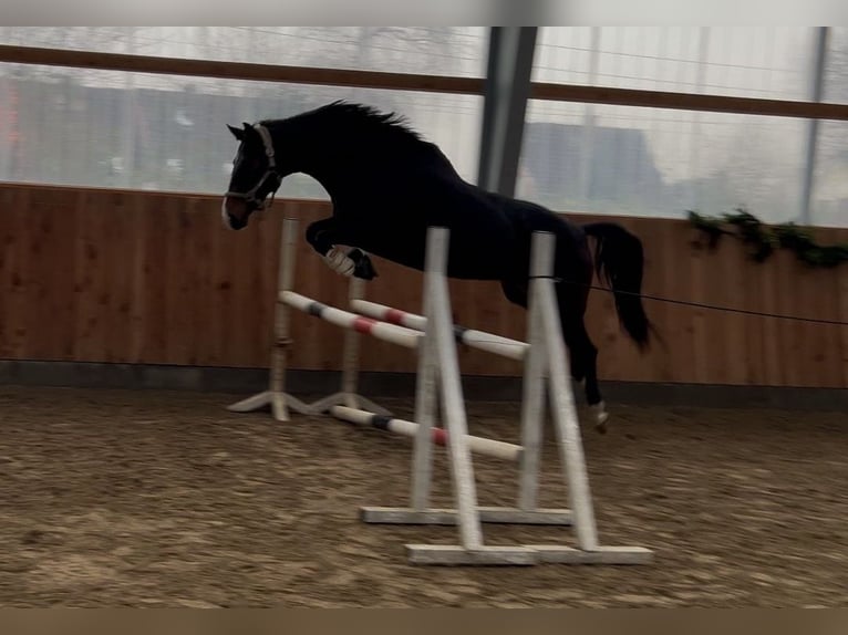 Hannoveraan Merrie 5 Jaar 168 cm Donkerbruin in Glückstadt