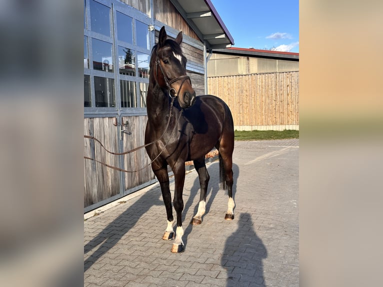 Hannoveraan Merrie 5 Jaar 168 cm Donkerbruin in Leipzig