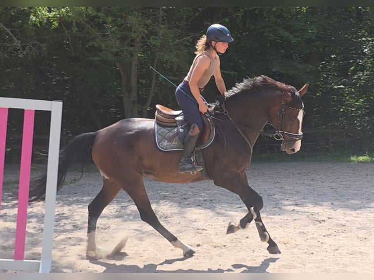 Hannoveraan Merrie 5 Jaar 168 cm Donkerbruin in Braunschweig