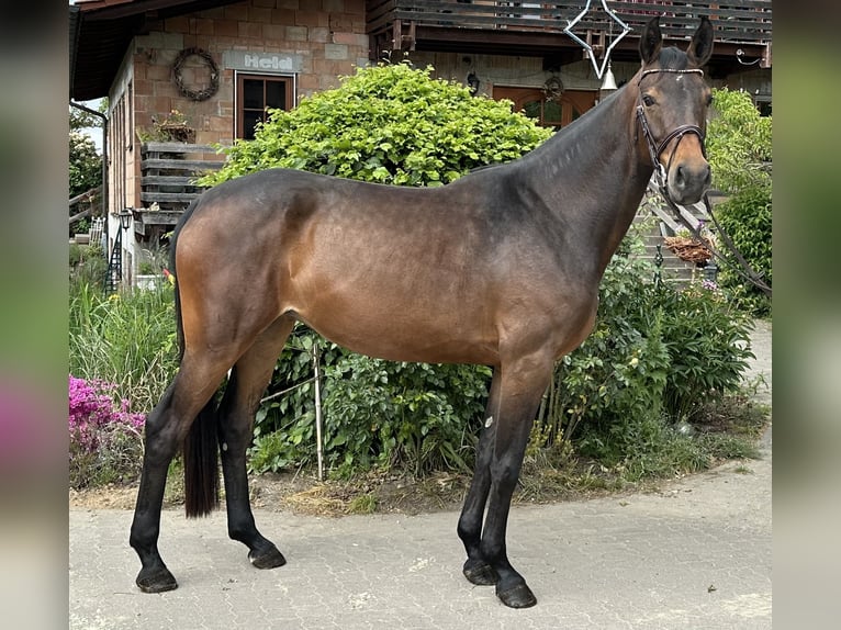 Hannoveraan Merrie 5 Jaar 168 cm Donkerbruin in Babenhausen