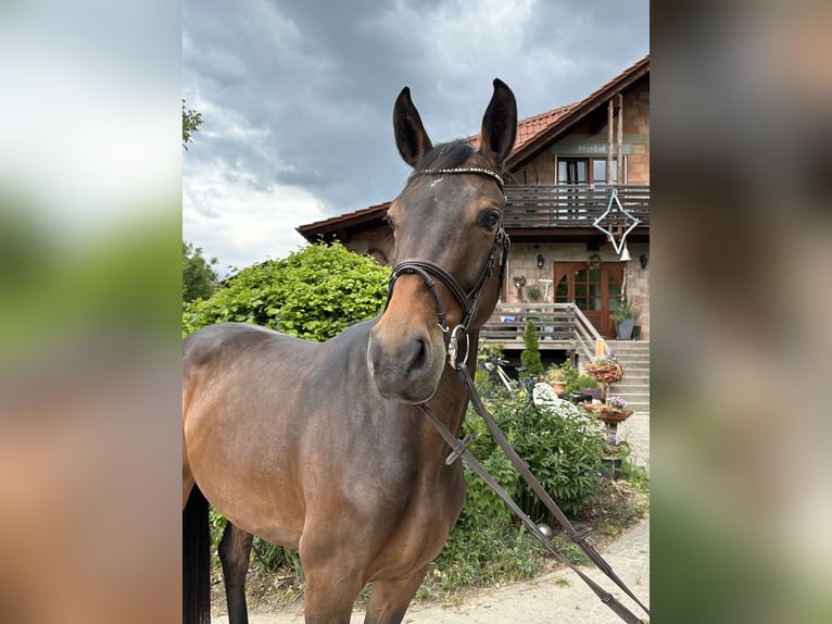 Hannoveraan Merrie 5 Jaar 168 cm Donkerbruin in Babenhausen