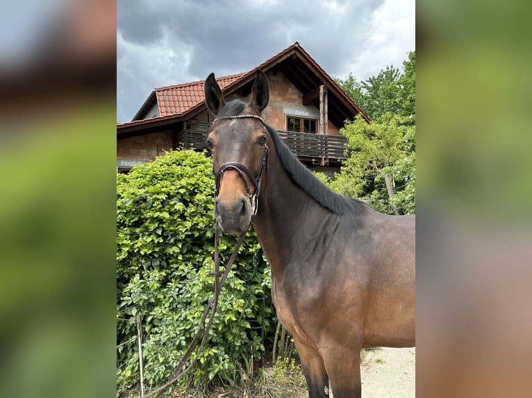 Hannoveraan Merrie 5 Jaar 168 cm Donkerbruin in Babenhausen