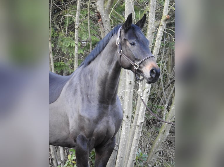 Hannoveraan Merrie 5 Jaar 168 cm Donkerbruin in Verl