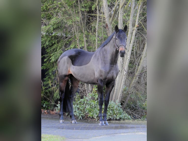 Hannoveraan Merrie 5 Jaar 168 cm Donkerbruin in Verl