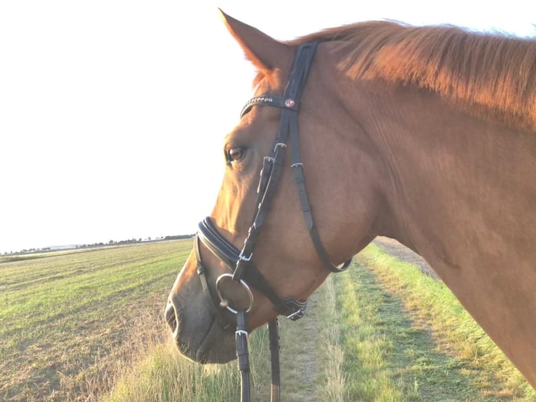 Hannoveraan Merrie 5 Jaar 168 cm Donkere-vos in Oerel