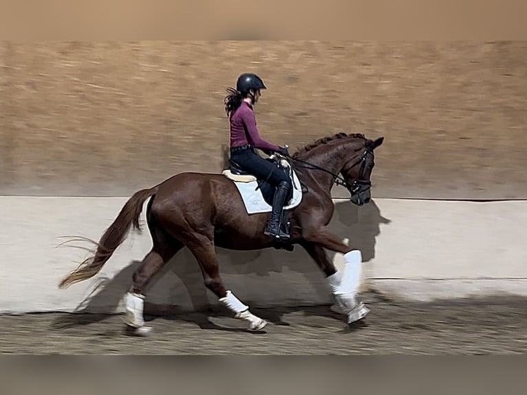 Hannoveraan Merrie 5 Jaar 168 cm Donkere-vos in Wehringen