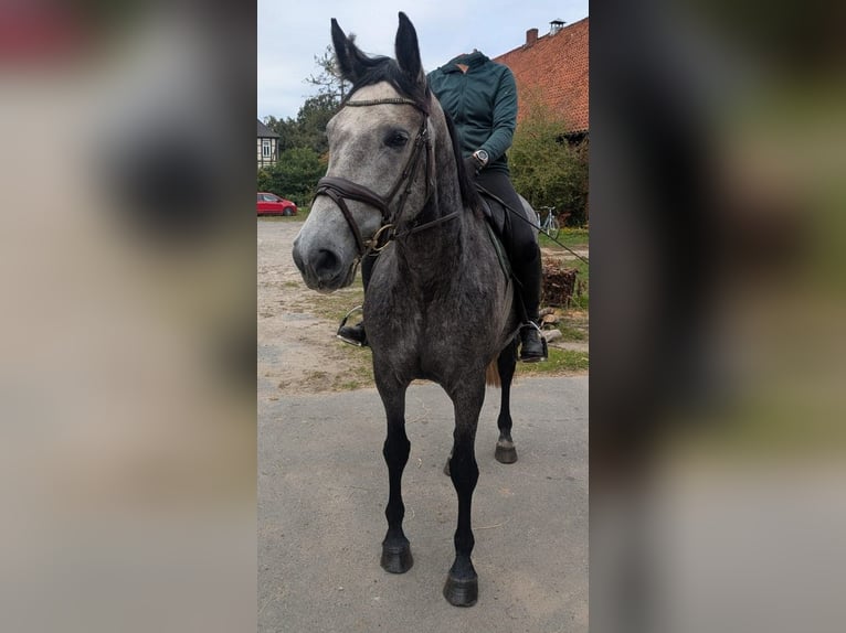 Hannoveraan Merrie 5 Jaar 168 cm Schimmel in Neustadt am Rübenberge
