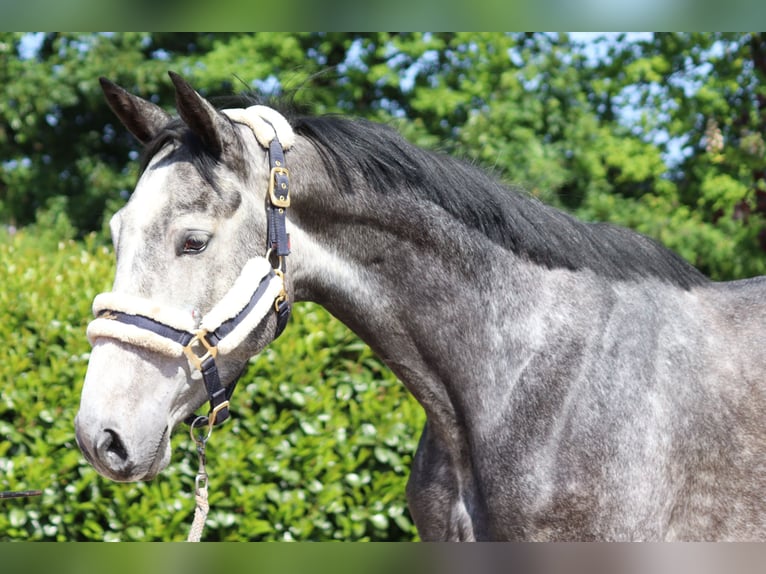 Hannoveraan Merrie 5 Jaar 168 cm Schimmel in Selsingen