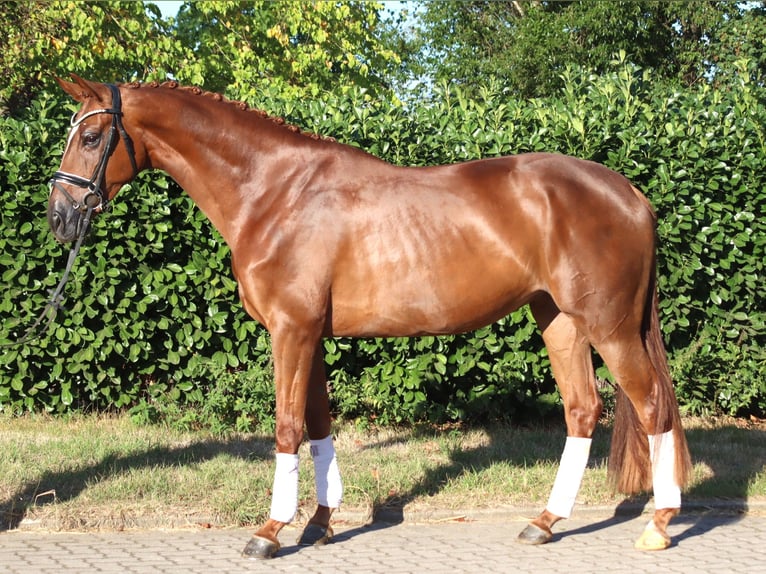 Hannoveraan Merrie 5 Jaar 168 cm Vos in Selsingen