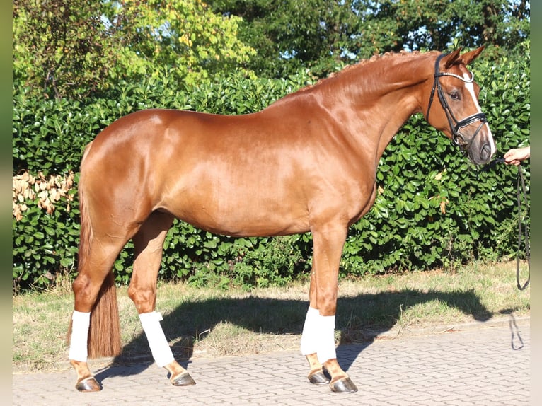 Hannoveraan Merrie 5 Jaar 168 cm Vos in Selsingen