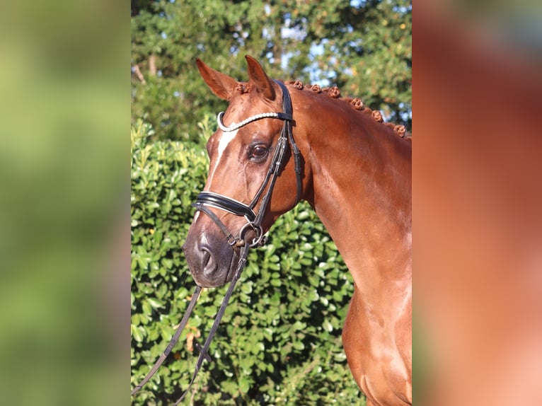 Hannoveraan Merrie 5 Jaar 168 cm Vos in Selsingen