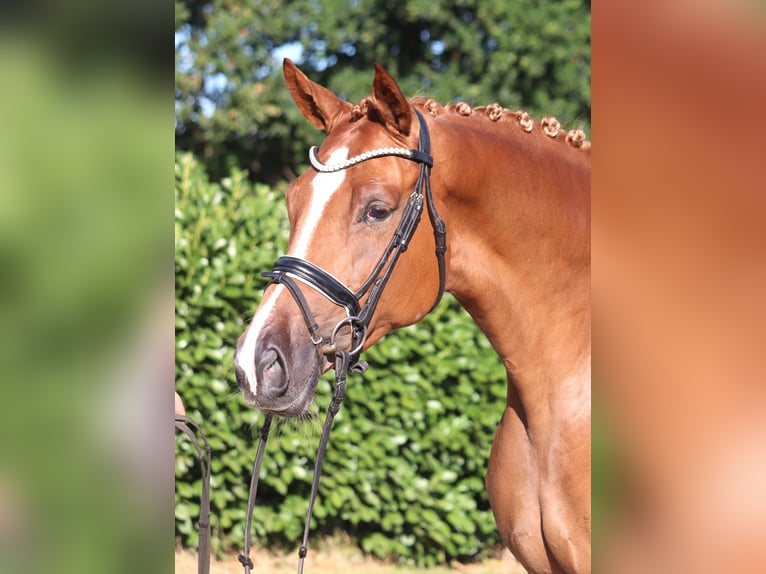 Hannoveraan Merrie 5 Jaar 168 cm Vos in Selsingen
