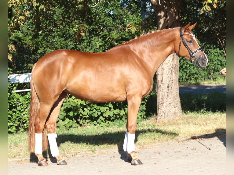 Hannoveraan Merrie 5 Jaar 168 cm Vos in Selsingen
