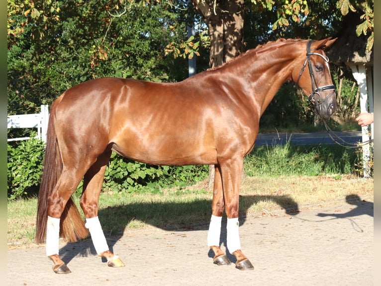 Hannoveraan Merrie 5 Jaar 168 cm Vos in Selsingen
