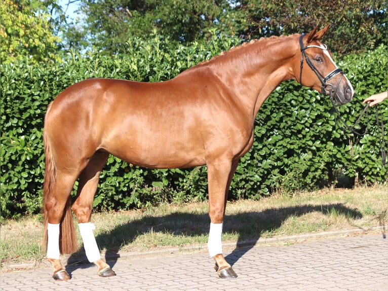 Hannoveraan Merrie 5 Jaar 168 cm Vos in Selsingen