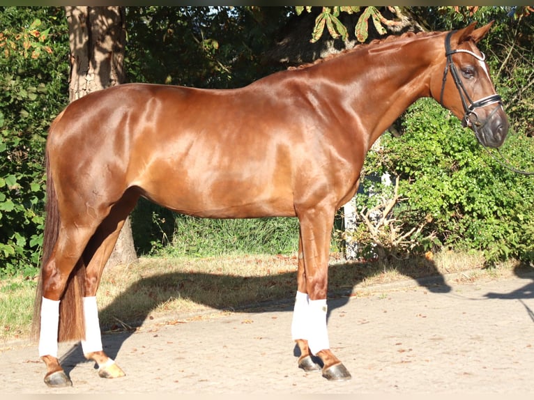 Hannoveraan Merrie 5 Jaar 168 cm Vos in Selsingen