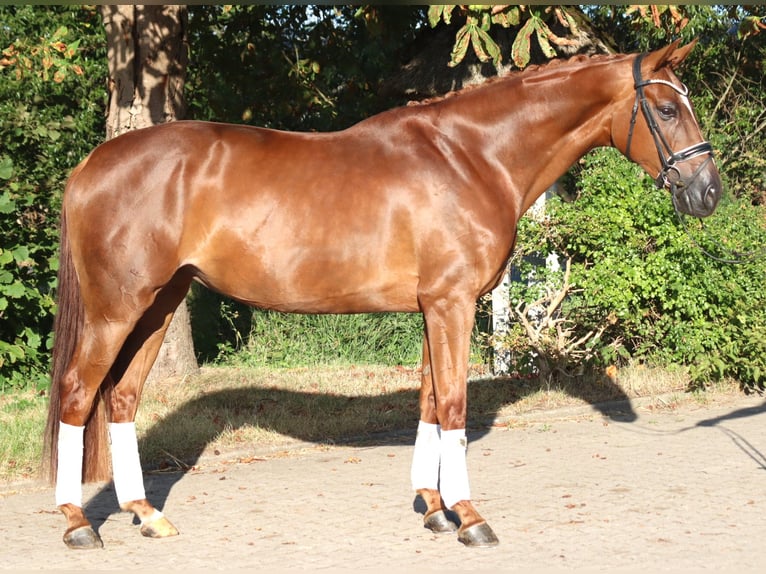 Hannoveraan Merrie 5 Jaar 168 cm Vos in Selsingen