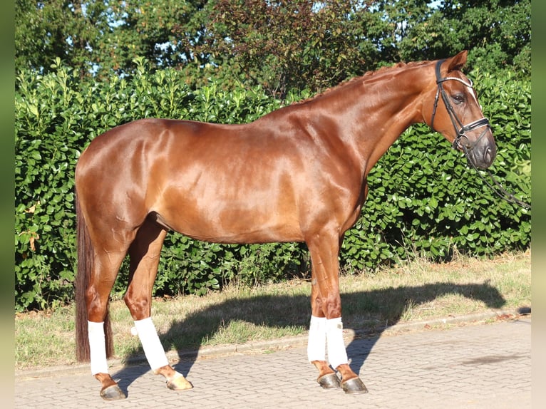 Hannoveraan Merrie 5 Jaar 168 cm Vos in Selsingen