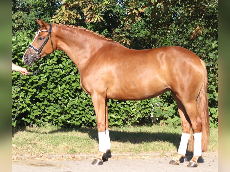 Hannoveraan Merrie 5 Jaar 168 cm Vos in Selsingen