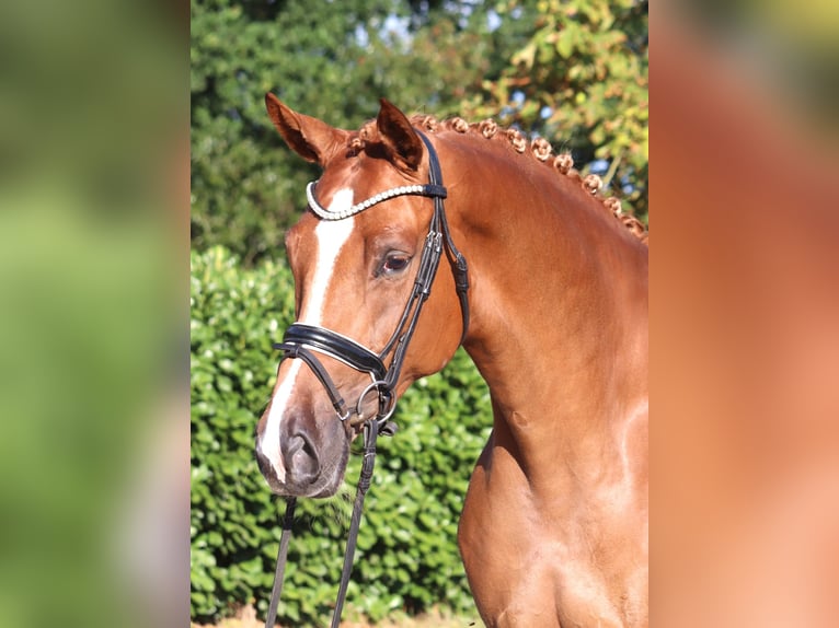 Hannoveraan Merrie 5 Jaar 168 cm Vos in Selsingen
