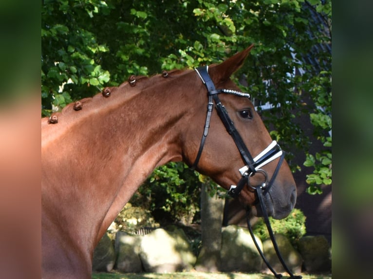 Hannoveraan Merrie 5 Jaar 168 cm Vos in Fredenbeck