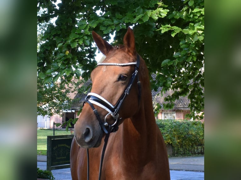 Hannoveraan Merrie 5 Jaar 168 cm Vos in Fredenbeck