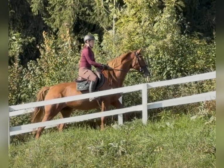 Hannoveraan Merrie 5 Jaar 168 cm Vos in Pelmberg