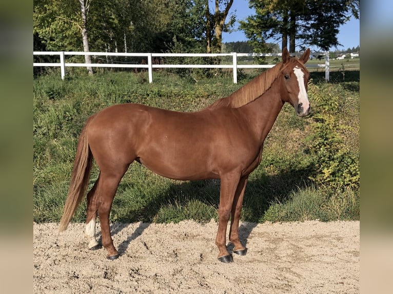 Hannoveraan Merrie 5 Jaar 168 cm Vos in Pelmberg