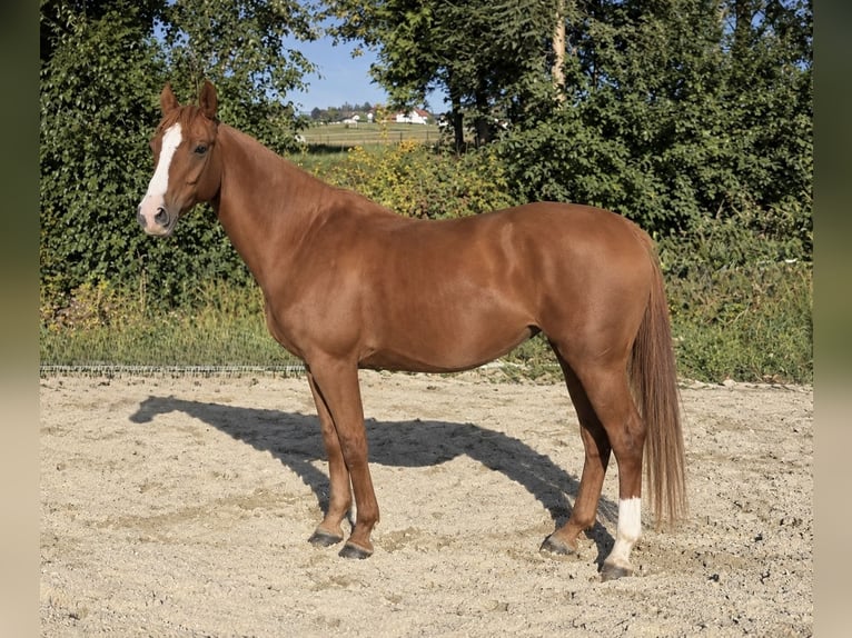 Hannoveraan Merrie 5 Jaar 168 cm Vos in Pelmberg