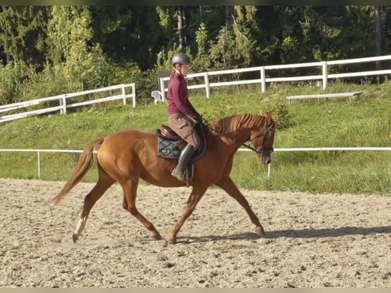 Hannoveraan Merrie 5 Jaar 168 cm Vos in Pelmberg