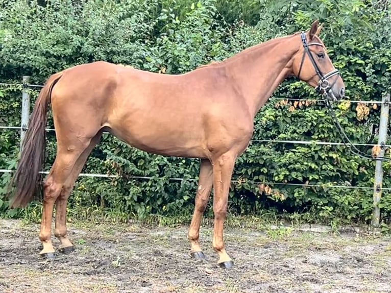 Hannoveraan Merrie 5 Jaar 168 cm Vos in Hohenhameln
