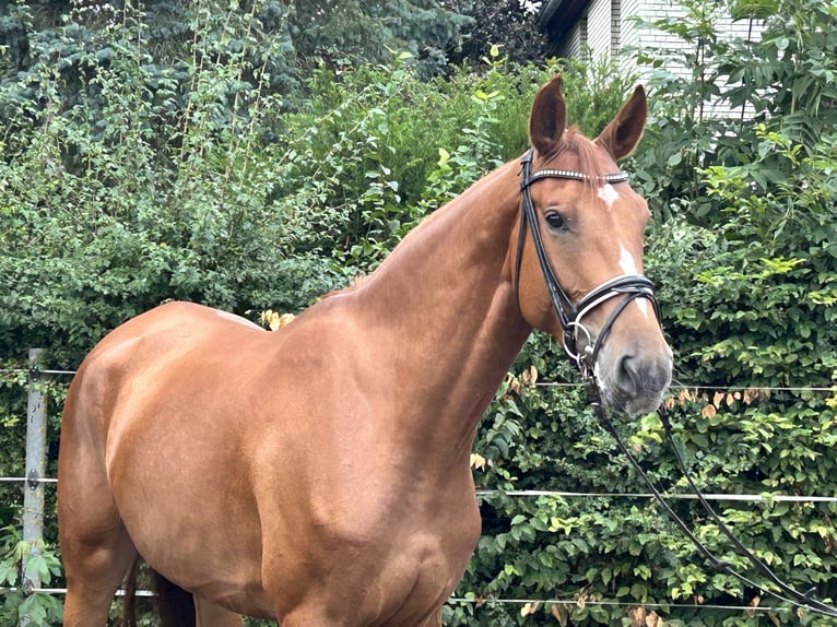 Hannoveraan Merrie 5 Jaar 168 cm Vos in Hohenhameln