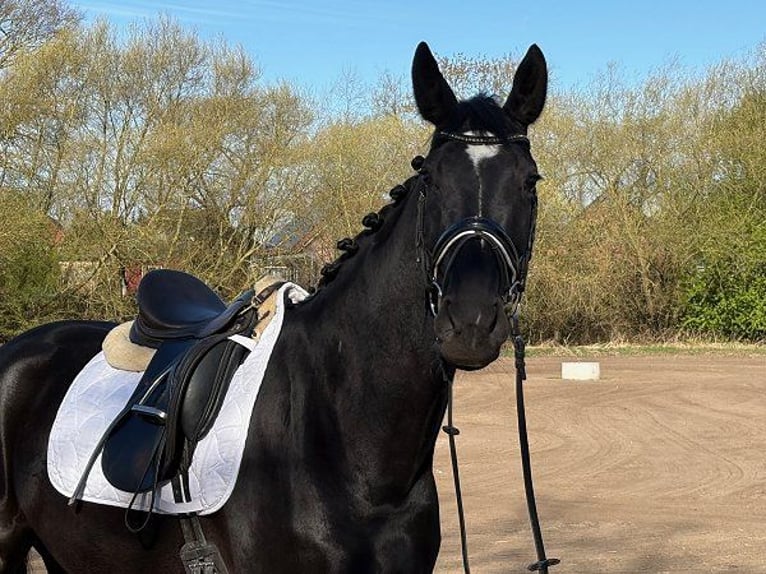 Hannoveraan Merrie 5 Jaar 168 cm Zwart in Verden (Aller)