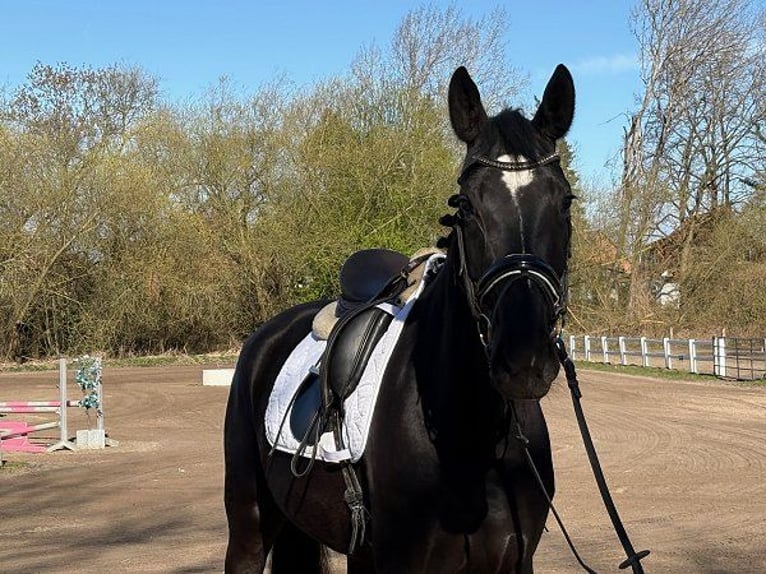 Hannoveraan Merrie 5 Jaar 168 cm Zwart in Verden (Aller)