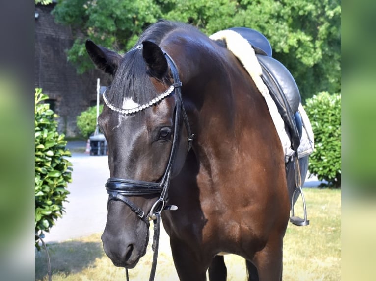 Hannoveraan Merrie 5 Jaar 168 cm Zwart in Neuss