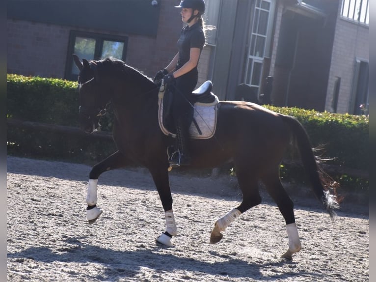 Hannoveraan Merrie 5 Jaar 168 cm Zwart in Neuss