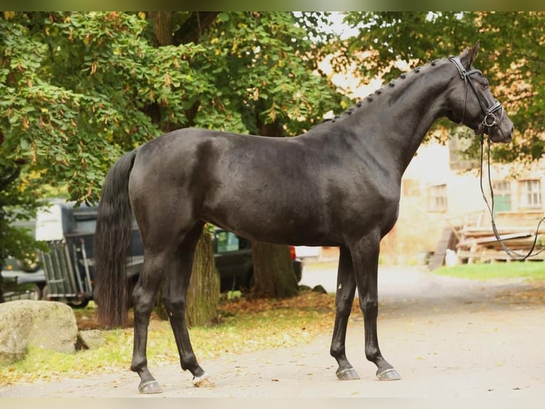 Hannoveraan Merrie 5 Jaar 168 cm Zwart in Landesbergen