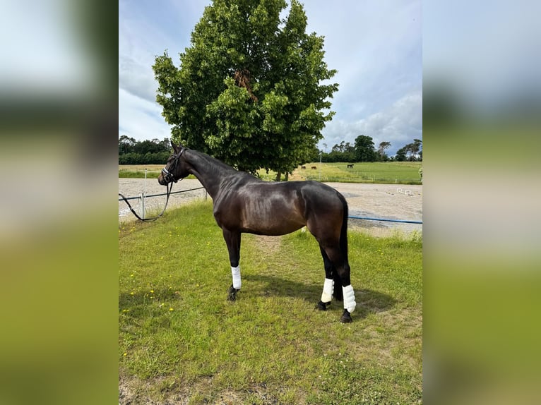 Hannoveraan Merrie 5 Jaar 168 cm Zwartbruin in Fuldabrück