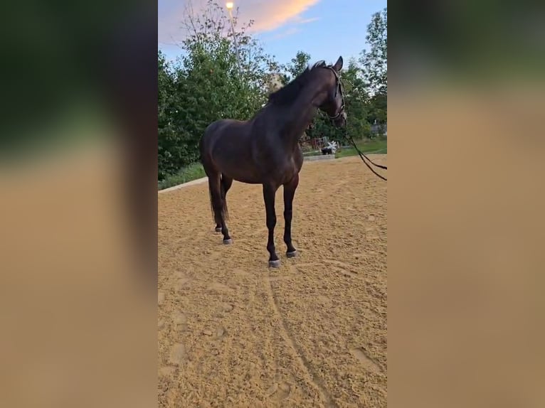 Hannoveraan Merrie 5 Jaar 168 cm Zwartbruin in Böheimkirchen