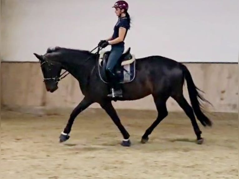 Hannoveraan Merrie 5 Jaar 168 cm Zwartbruin in Böheimkirchen