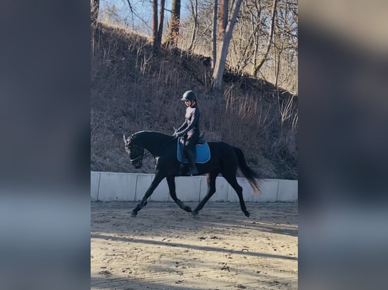 Hannoveraan Merrie 5 Jaar 168 cm Zwartbruin in Hetschburg